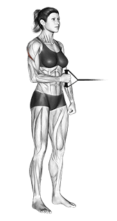Band standing external shoulder rotation exercise demonstration for Back, Band