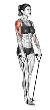 Band upright row exercise demonstration
