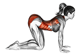Cat pose exercise demonstration for Yoga, Body weight