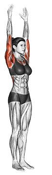 Hands to Feet Pada Hastasana exercise demonstration for Yoga, Body weight