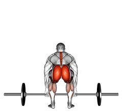 Barbell Deadlift back view exercise demonstration for Back, Barbell