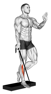 Band single leg reverse calf raise exercise demonstration for Calves, Band