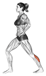 Lunging Straight Leg Calf Stretch exercise demonstration for Calves, Body weight