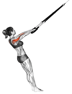 Suspension Rear Delt Row exercise demonstration