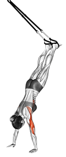 Suspension Handstand Push-up exercise demonstration for Triceps, and Upper Arms, Suspension