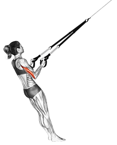 Suspension Triceps Kickback exercise demonstration
