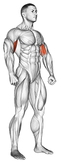 Body muscle. Side front view exercise demonstration for Full body, Body weight