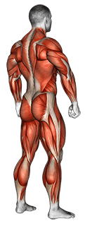 Body muscle. Side back view exercise demonstration for Full body, Body weight