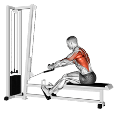 Rope Elevated Seated Row exercise demonstration for Back, Cable