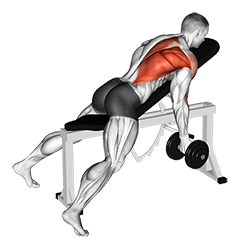 Dumbbell Reverse Grip Incline Bench One Arm Row exercise demonstration for Back, Dumbbell