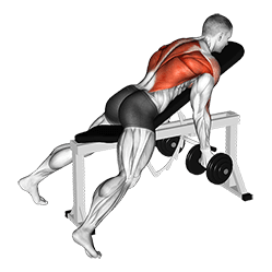 Reverse Grip Incline Bench Two Arm Row exercise demonstration for Back, Dumbbell