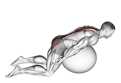 Exercise Ball Back Extension With Arms Extended exercise demonstration for Back, Stability ball