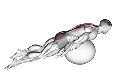 Exercise Ball Back Extension With Knees Off Ground exercise demonstration for Back, Stability ball
