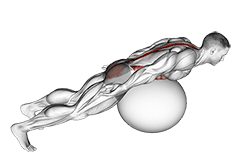 Exercise Ball Back Extension With Rotation exercise demonstration for Back, Stability ball