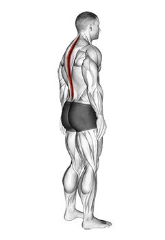 Standing Pelvic Tilt exercise demonstration