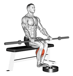 Barbell Seated Calf Raise exercise demonstration for Calves, Barbell