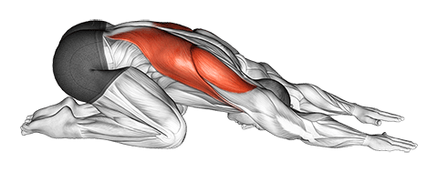Back Stretch exercise demonstration for Back, Body weight
