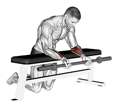 Barbell Palms Up Wrist Curl Over A Bench exercise demonstration for Forearms, Barbell
