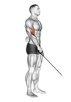 Cable Reverse One Arm Curl exercise demonstration for Forearms, Cable