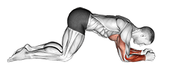Modified Push Up to Forearms exercise demonstration