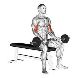 Seated Curls exercise demonstration