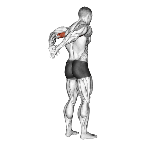Biceps Stretch Behind The Back exercise demonstration for Biceps, and Upper Arms, Body weight