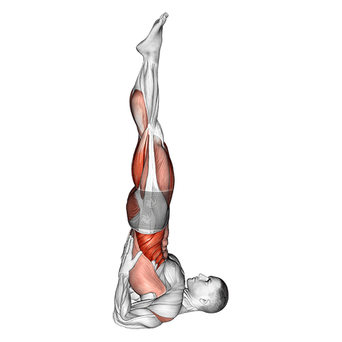 Shoulder Stand Yoga Pose exercise demonstration for Waist, Body weight