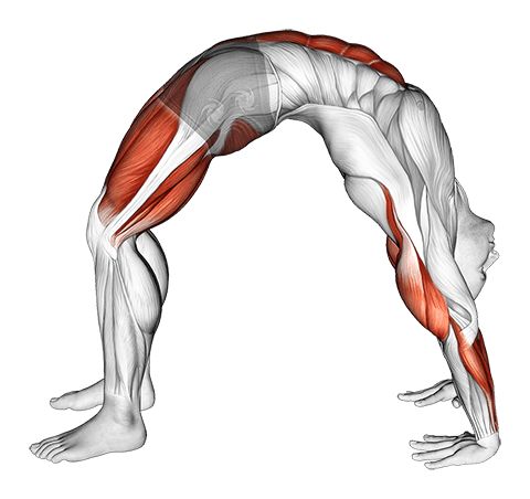 Wheel Pose Yoga Pose exercise demonstration for Waist, Body weight