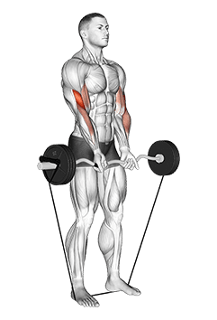 Band EZ Barbell Close-grip Curl exercise demonstration for Biceps, and Upper Arms, Band