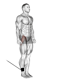 Band Hip Flexion exercise demonstration
