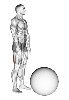 Standing Straight Leg Hamstring Contract Relax on Exercise Ball exercise demonstration