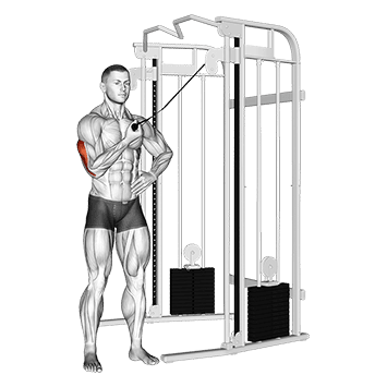 One Arm Side Triceps Pushdown exercise demonstration for Triceps, and Upper Arms, Cable