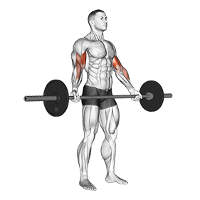 Standing Wide Grip Biceps Curl exercise demonstration for Biceps, and Upper Arms, Barbell