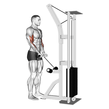 Close Grip Curl exercise demonstration