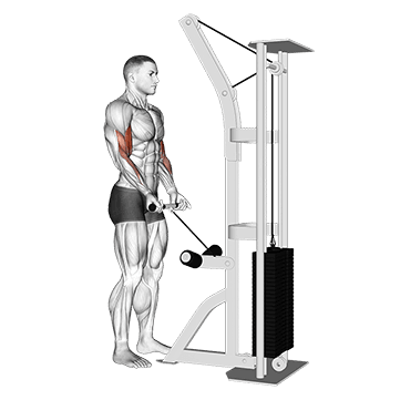 Drag Curl exercise demonstration for Biceps, and Upper Arms, Cable