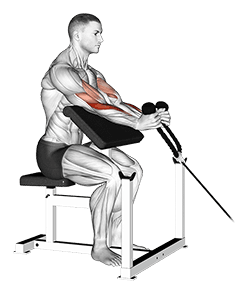 Cable Rope Hammer Preacher Curl exercise demonstration