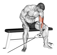 Cable Seated One Arm Concentration Curl exercise demonstration for Biceps, and Upper Arms, Cable