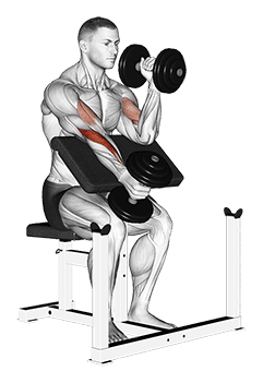 Dumbbell Alternate Hammer Preacher Curl exercise demonstration for Biceps, and Upper Arms, Dumbbell