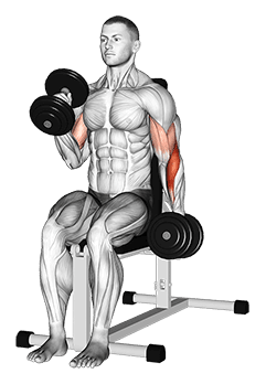 Dumbbell Alternate Seated Hammer Curl exercise demonstration for Biceps, and Upper Arms, Dumbbell