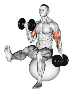Dumbbell Alternating Bicep Curl with Leg Raised on Exercise Ball exercise demonstration for Biceps, and Upper Arms, Dumbbell