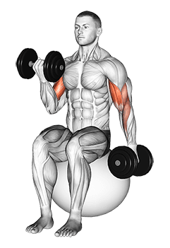Dumbbell Alternating Seated Bicep Curl on Exercise Ball exercise demonstration for Biceps, and Upper Arms, Dumbbell