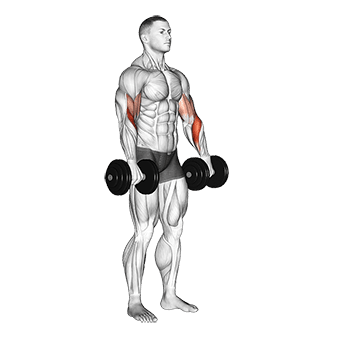 Biceps Curl Reverse exercise demonstration for Biceps, and Upper Arms, Dumbbell
