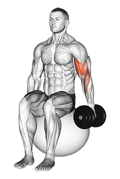 Dumbbell One Arm Seated Bicep Curl on Exercise Ball exercise demonstration for Biceps, and Upper Arms, Dumbbell