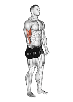 Dumbbell One Arm Standing Curl exercise demonstration for Biceps, and Upper Arms, Dumbbell