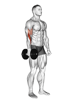 Dumbbell One Arm Standing Hammer Curl exercise demonstration for Biceps, and Upper Arms, Dumbbell