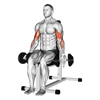 Seated Bicep Curl exercise demonstration for Biceps, and Upper Arms, Dumbbell