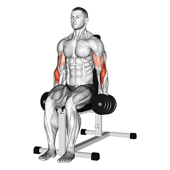 Seated Hammer Curl exercise demonstration for Biceps, and Upper Arms, Dumbbell