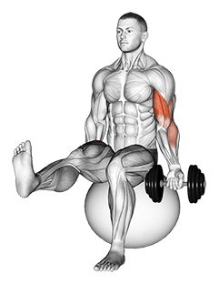 Dumbbell Seated One Arm Bicep Curl on Exercise Ball with Leg Raised exercise demonstration
