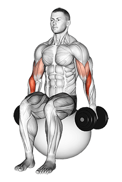 Dumbbell Two Arm Seated Hammer Curl on Exercise Ball exercise demonstration for Forearms, Dumbbell