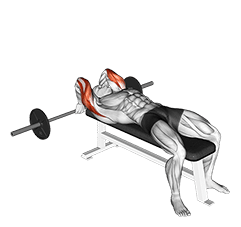Lying Back of the Head Tricep Extension exercise demonstration for Triceps, and Upper Arms, Barbell